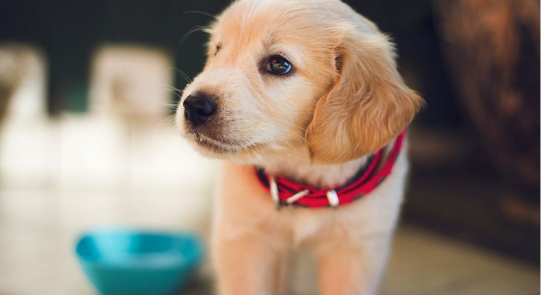 Woman sitting on the floor with a dog, smiling and looking at her phone in a bright living room.