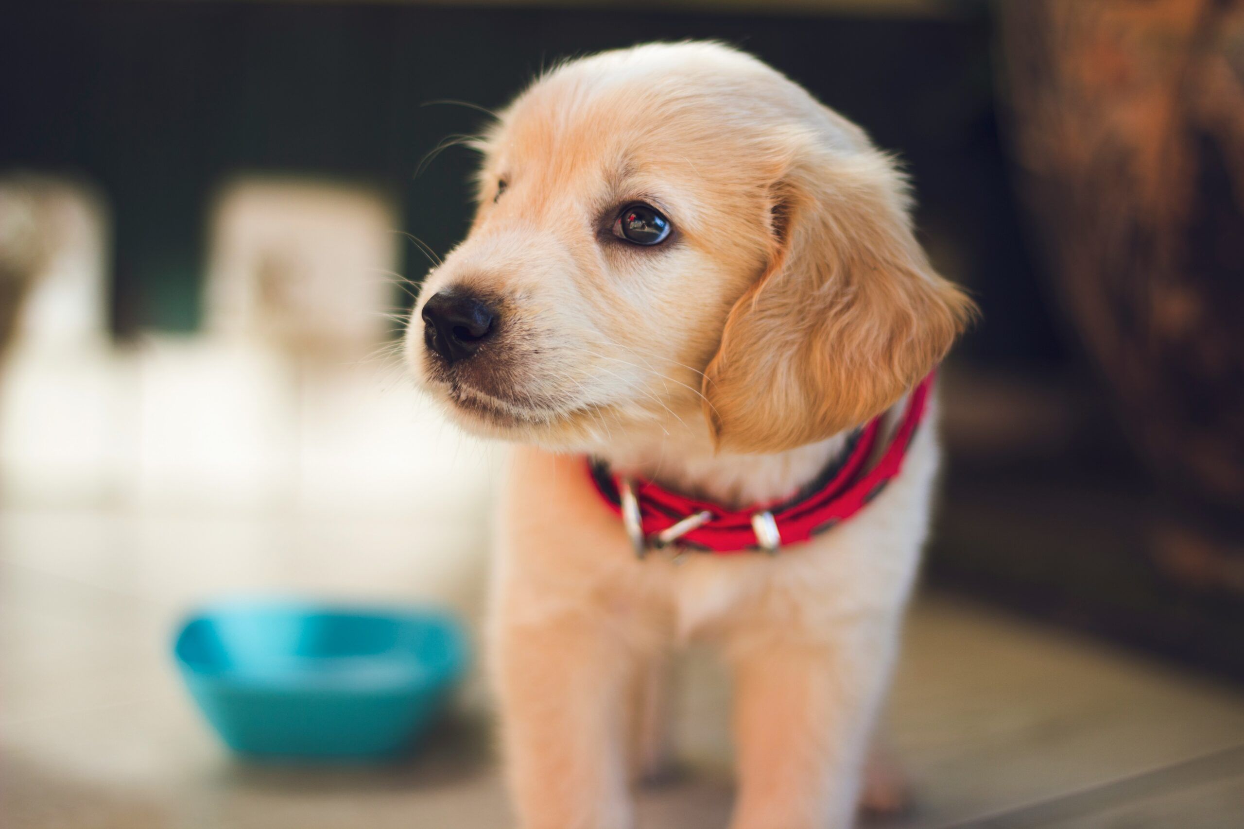 Golden retriever puppy with a red collar standing indoors, with a blue bowl in the background.