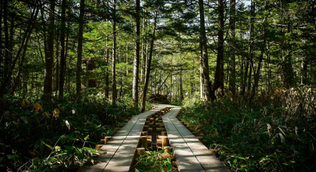 Wooden boardwalk winding through a dense, green forest under dappled sunlight.